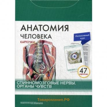 Анатомия человека: карточки. (47 шт). Спинномозговые нервы. Органы чувств. Сапин М.Р., Николенко В.Н., Тимофеева М.О.